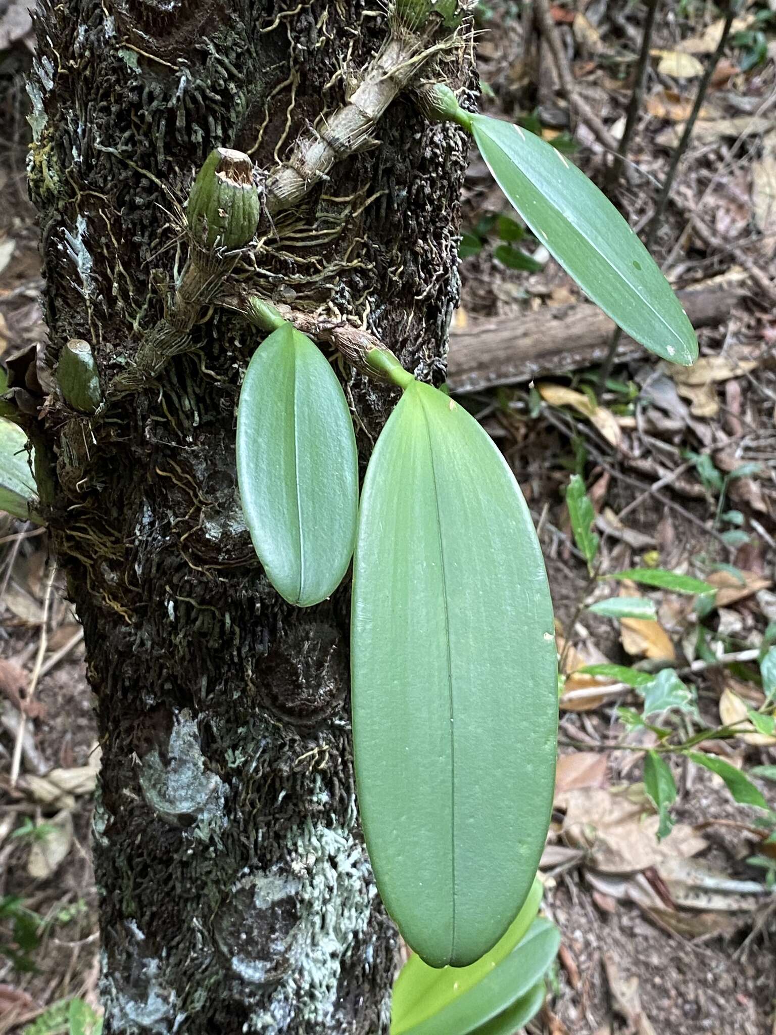 Image of Bulbophyllum baileyi F. Muell.