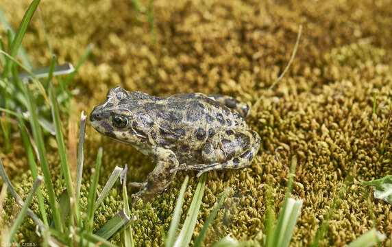 صورة Atelognathus nitoi (Barrio 1973)