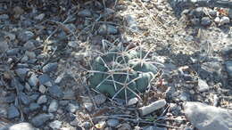 Image of Coryphantha poselgeriana (A. Dietr.) Britton & Rose