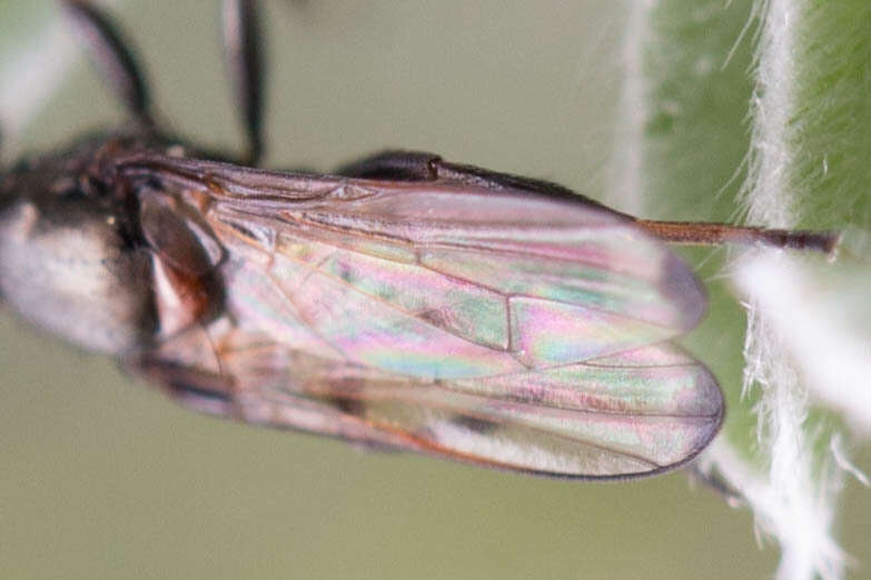 Curranops apicalis (Cole & Lovett 1921)的圖片