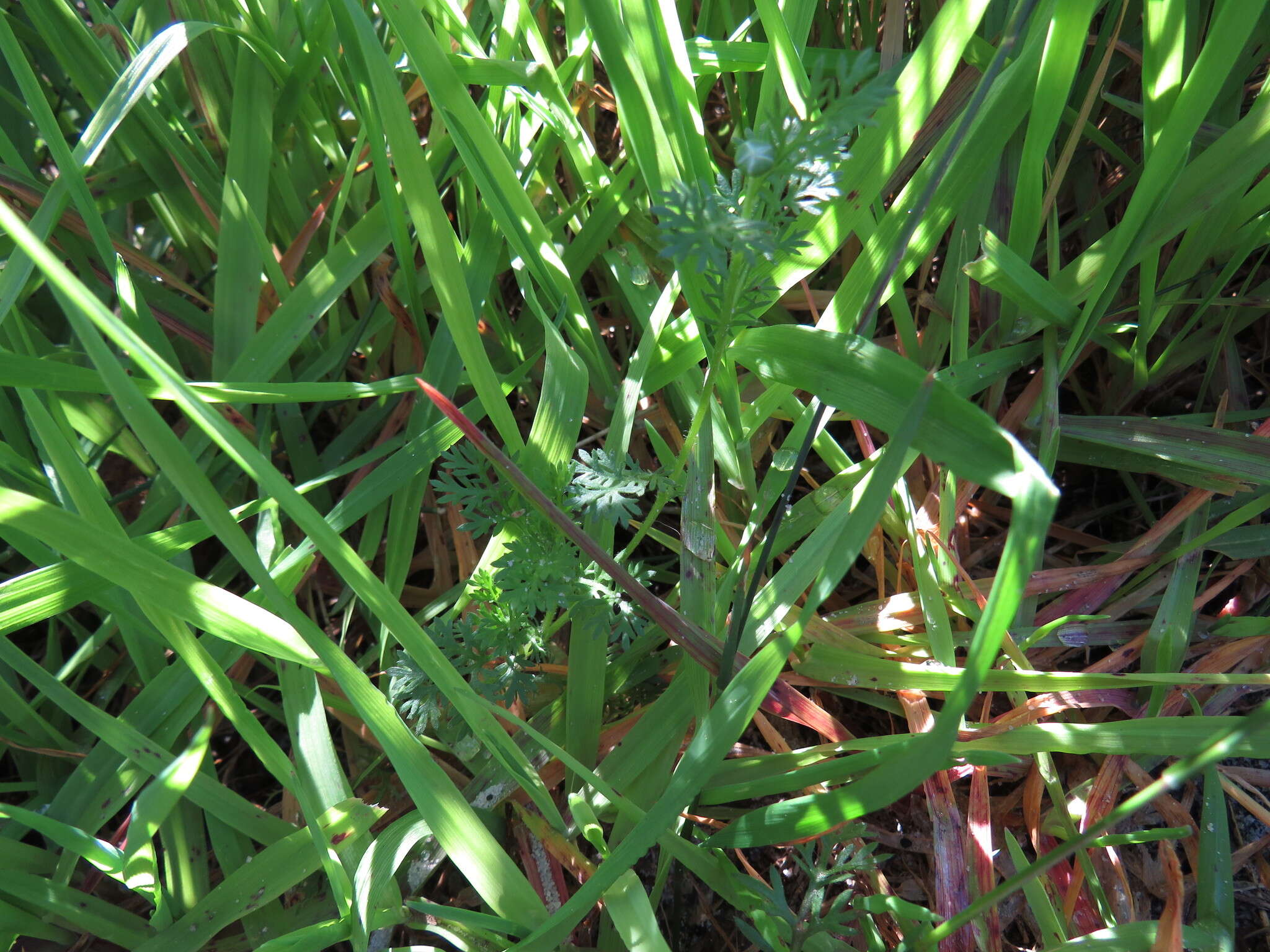 Image of Cotula pruinosa