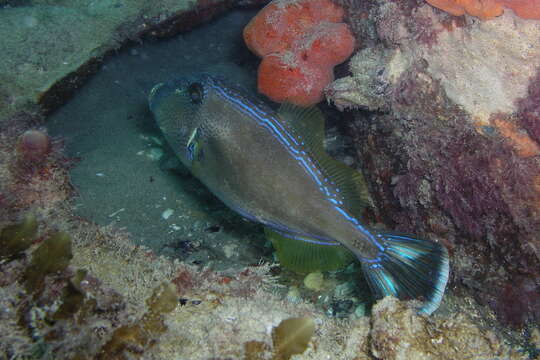 Image of Freycinet&#39;s leatherjacket