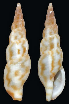 Image of Daphnella flammea (Hinds 1843)