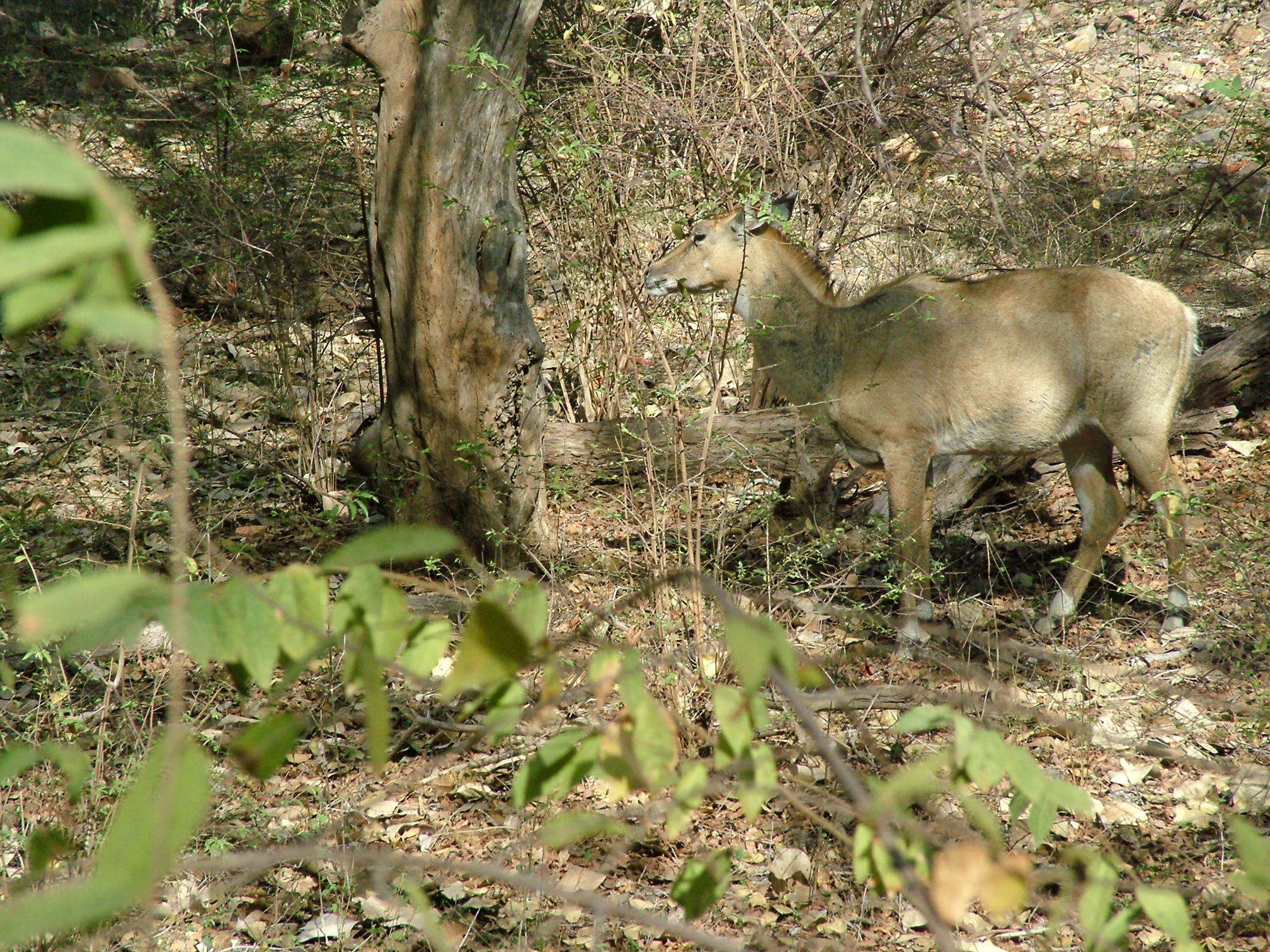 Boselaphus Blainville 1816 resmi