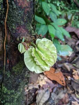 Imagem de Carpotroche platyptera Pittier