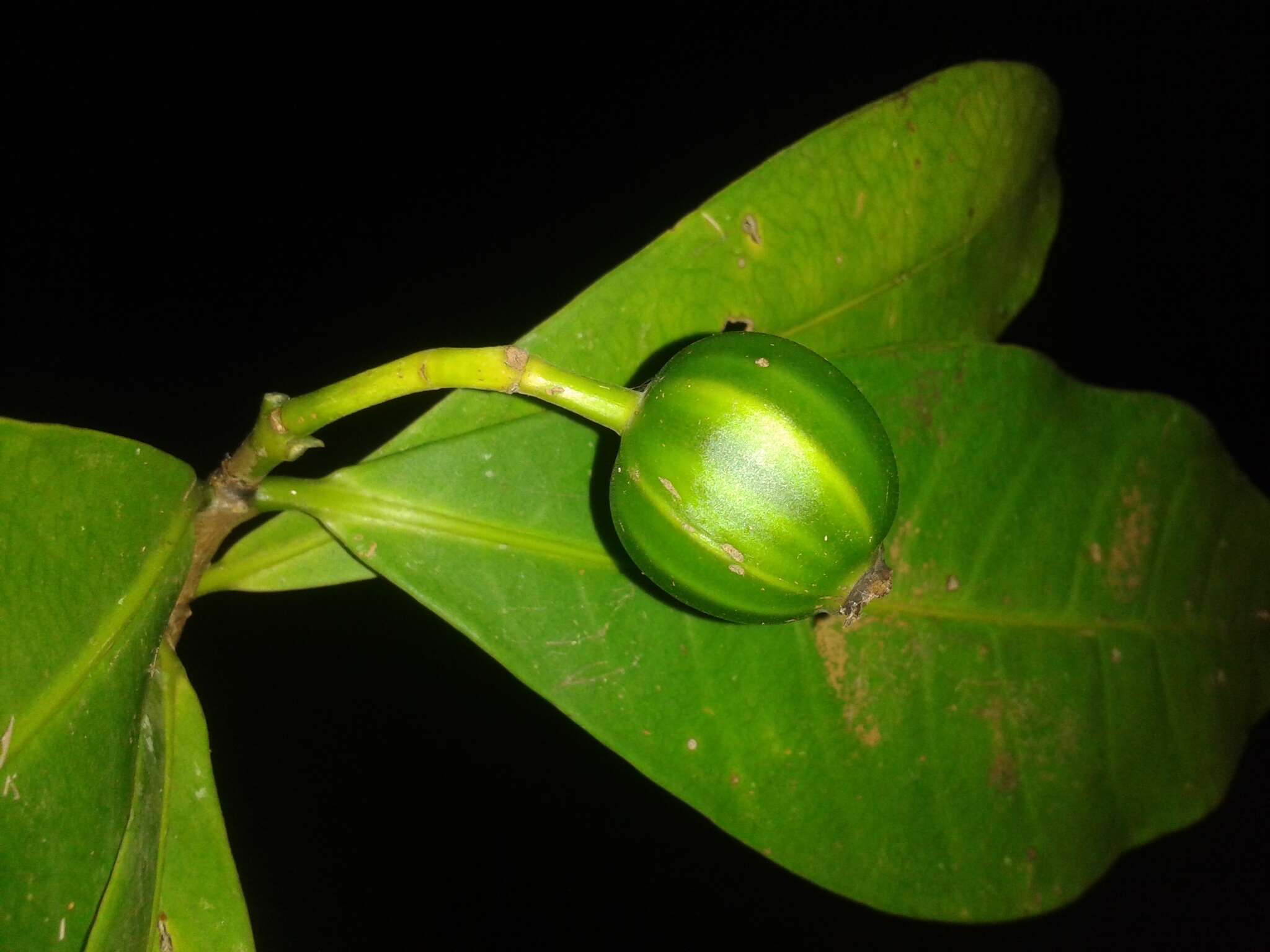 Image of Rudgea raveniana W. C. Burger