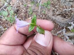 صورة Ruellia californica subsp. peninsularis (Rose) T. F. Daniel