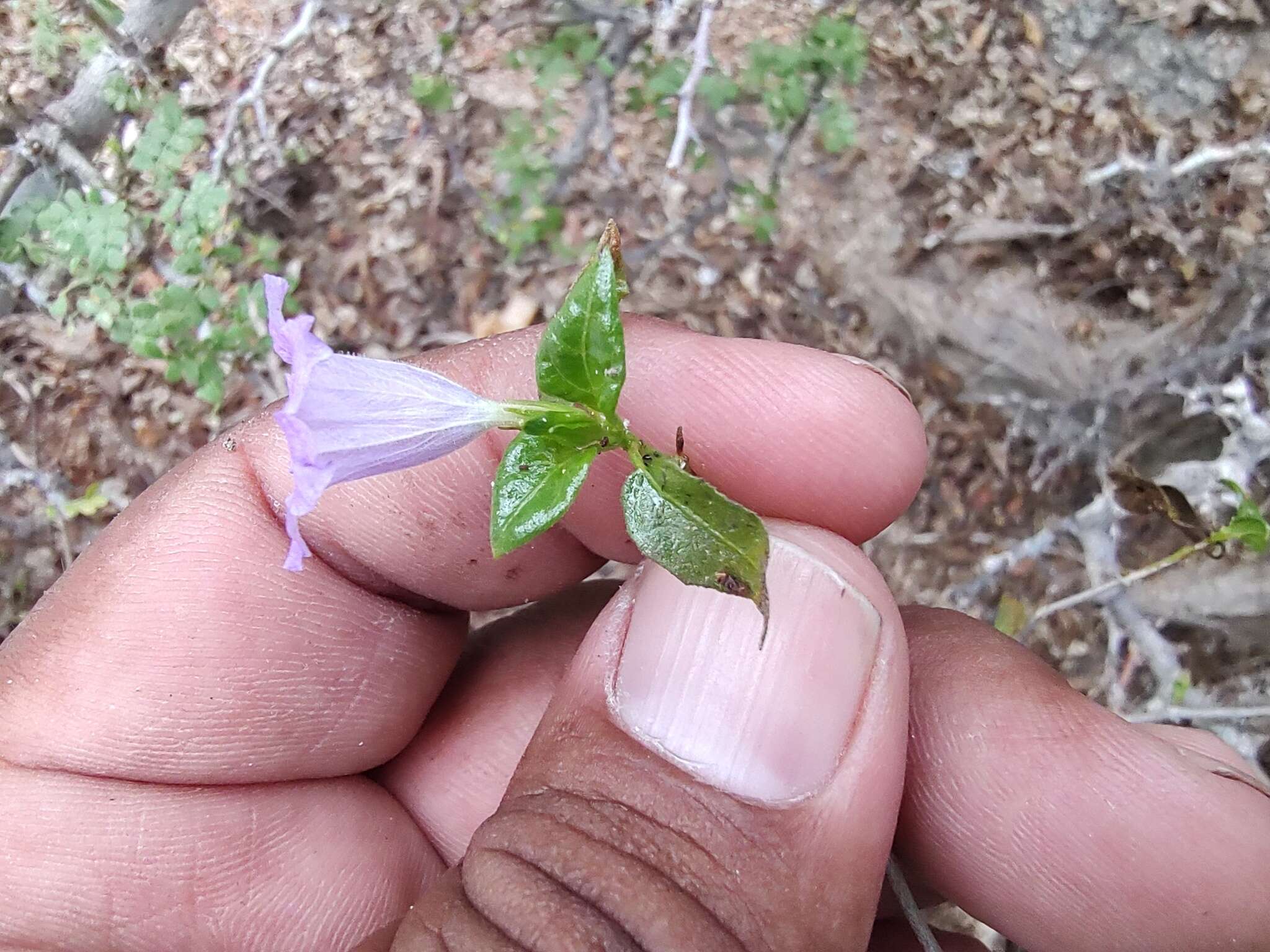 Plancia ëd Ruellia californica subsp. peninsularis (Rose) T. F. Daniel