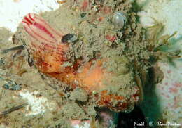 Image of grooved sea squirt