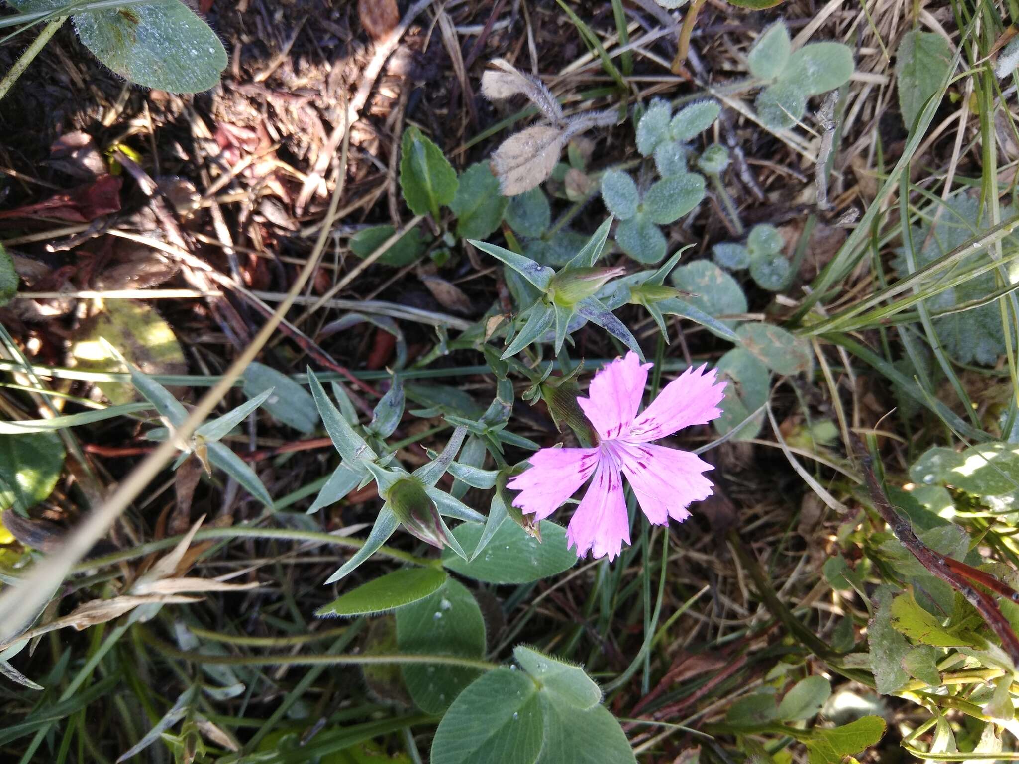 Image of Dianthus caucaseus Sims