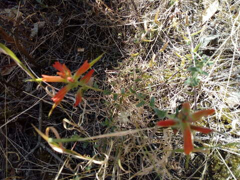 Image of <i>Castilleja <i>tenuiflora</i></i> var. tenuiflora