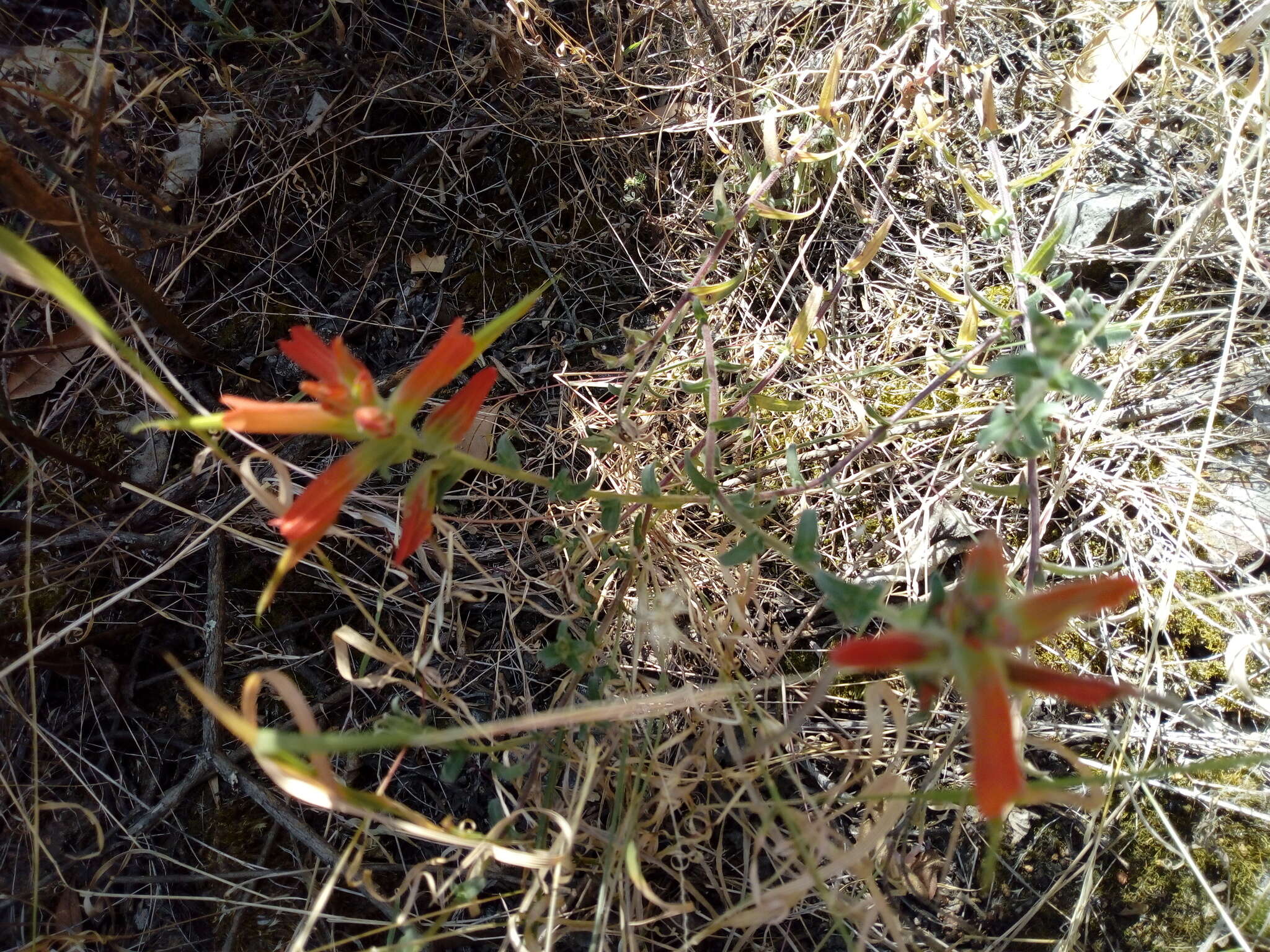 Image of <i>Castilleja <i>tenuiflora</i></i> var. tenuiflora