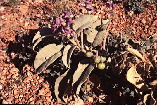 Image of Solanum quadriloculatum F. Müll.