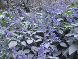 Image of Salvia roscida Fernald