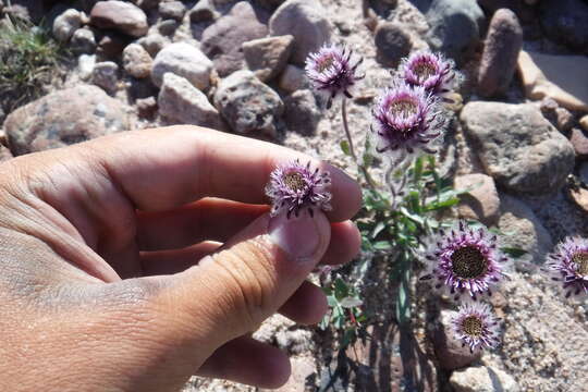 Image de Erigeron eriocephalus J. Vahl