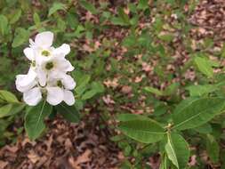 Imagem de Exochorda racemosa (Lindl.) Rehd.