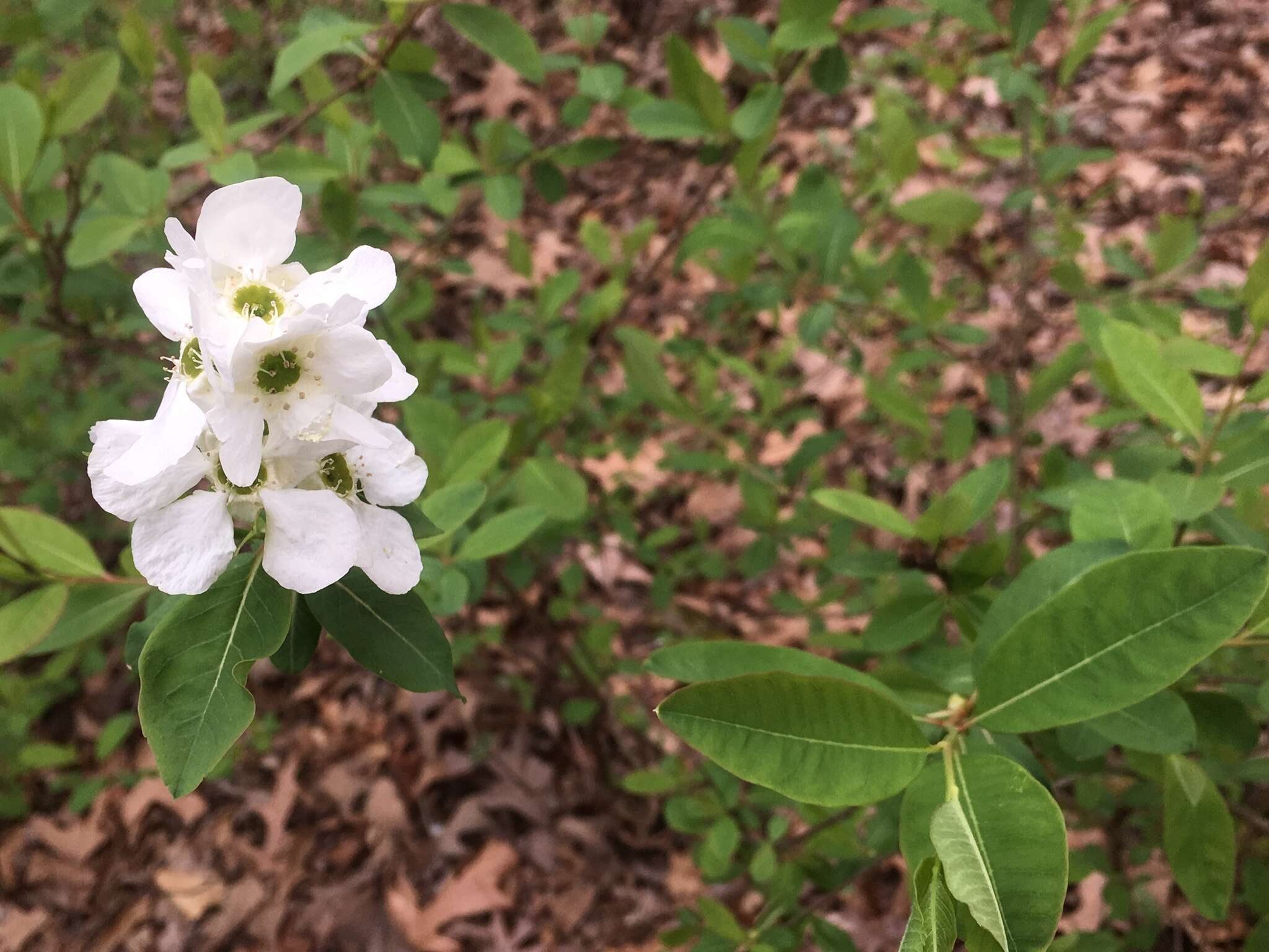 Plancia ëd Exochorda racemosa (Lindl.) Rehd.