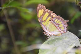 Imagem de Siproeta stelenes meridionalis (Fruhstorfer 1909)