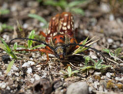 Image of Tragocerus lepidopterus (Schreibers 1802)