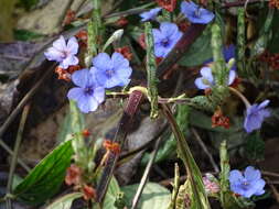 Eranthemum roseum (Vahl) R. Br. resmi