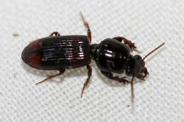 Imagem de Clivina (Paraclivina) bipustulata (Fabricius 1798)