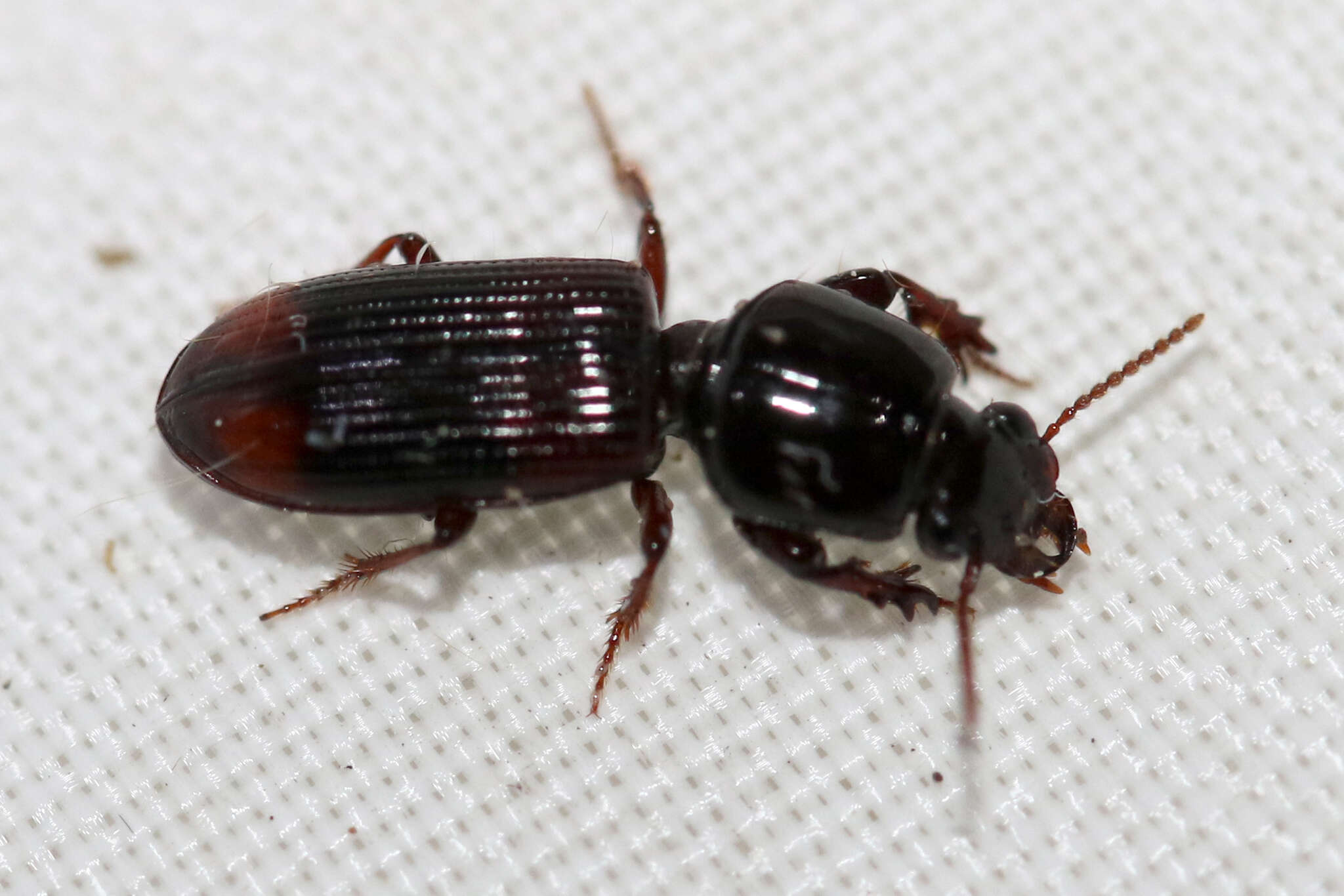 صورة Clivina (Paraclivina) bipustulata (Fabricius 1798)