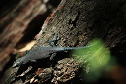 Image of Sharp-snouted Rock Lizard