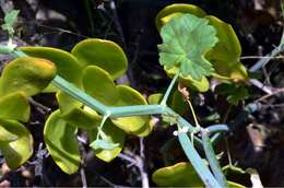 Image of Pelargonium tetragonum (L. fil.) L'Her.