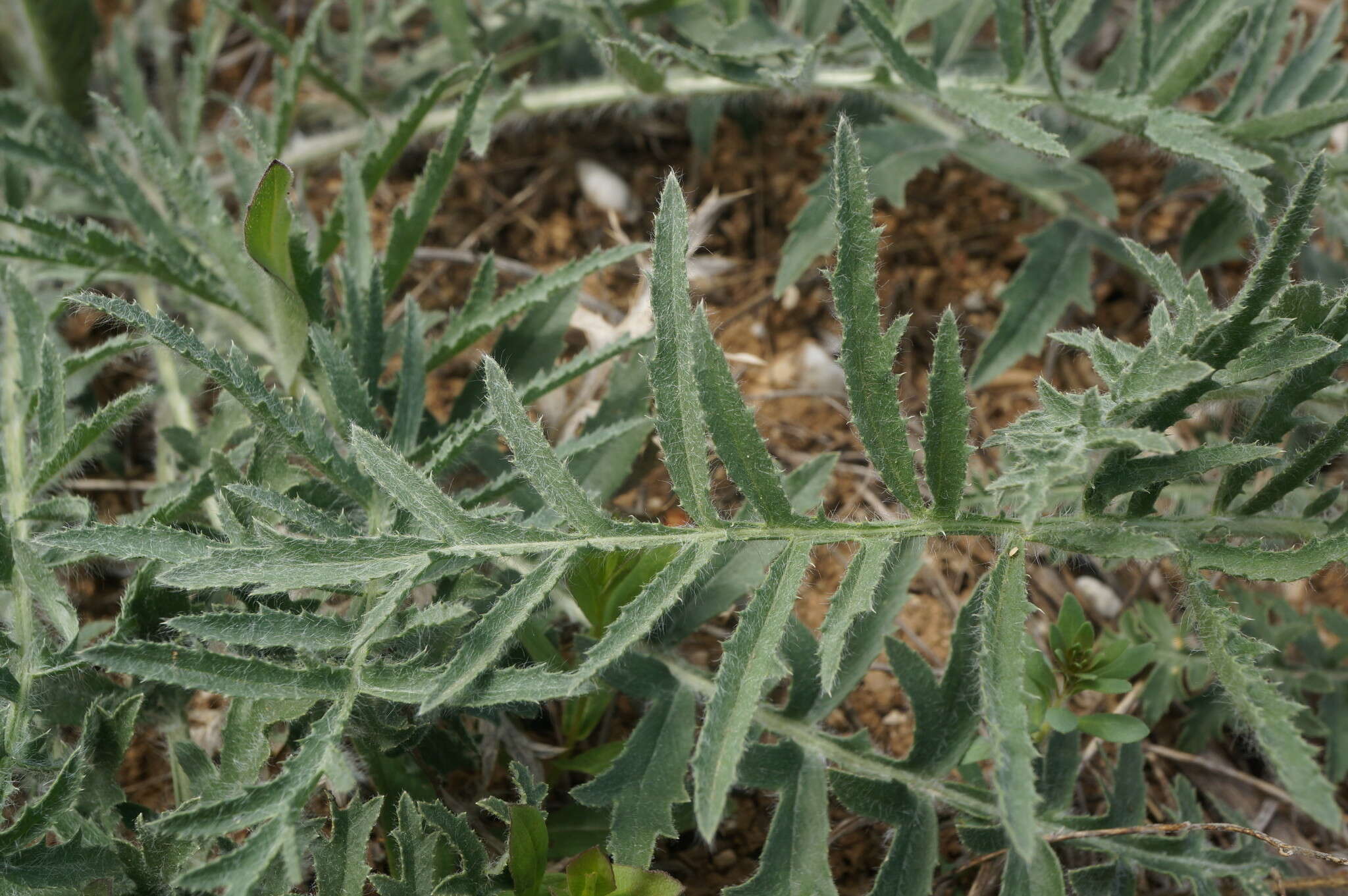 Plancia ëd Rhaponticoides taliewii (Kleopow) M. V. Agab. & Greuter