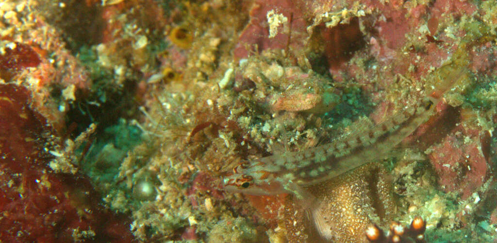 Image of Long-snout dwarfgoby