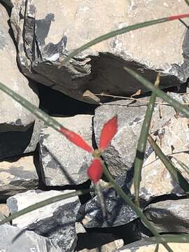 Image of Euphorbia hormorrhiza Radcl.-Sm.