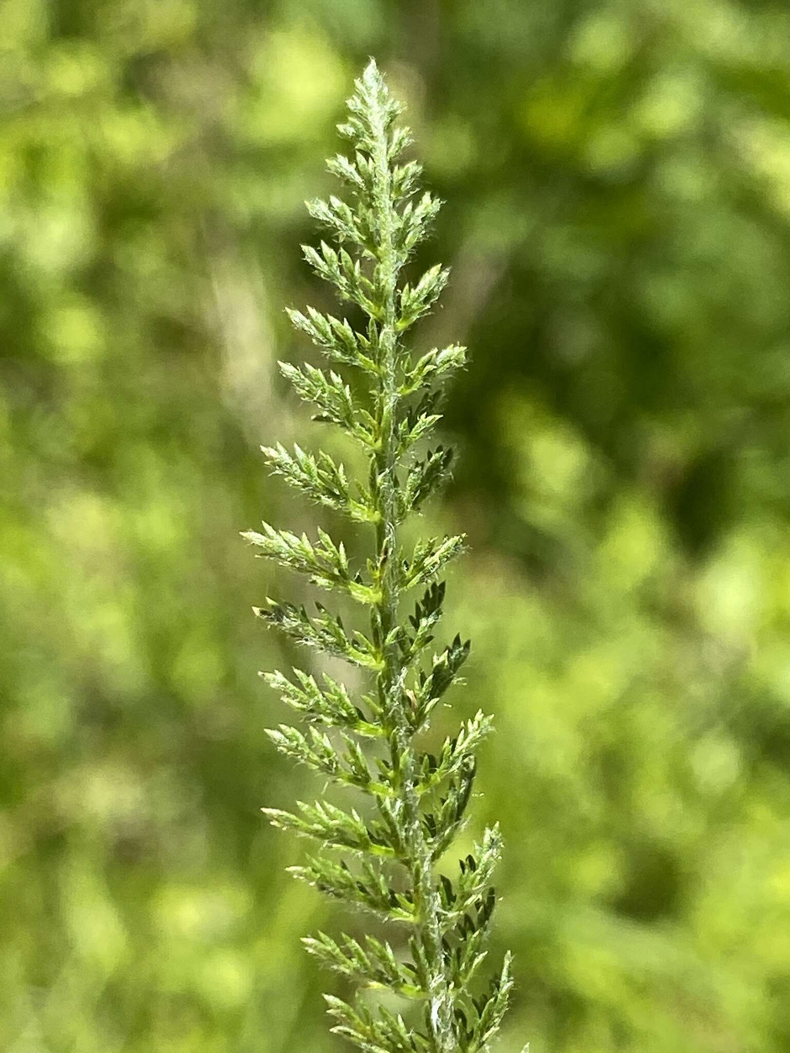 Image of boreal yarrow