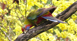 Image of Crimson Rosella