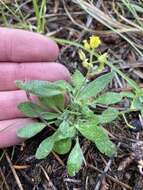 Image of golden draba