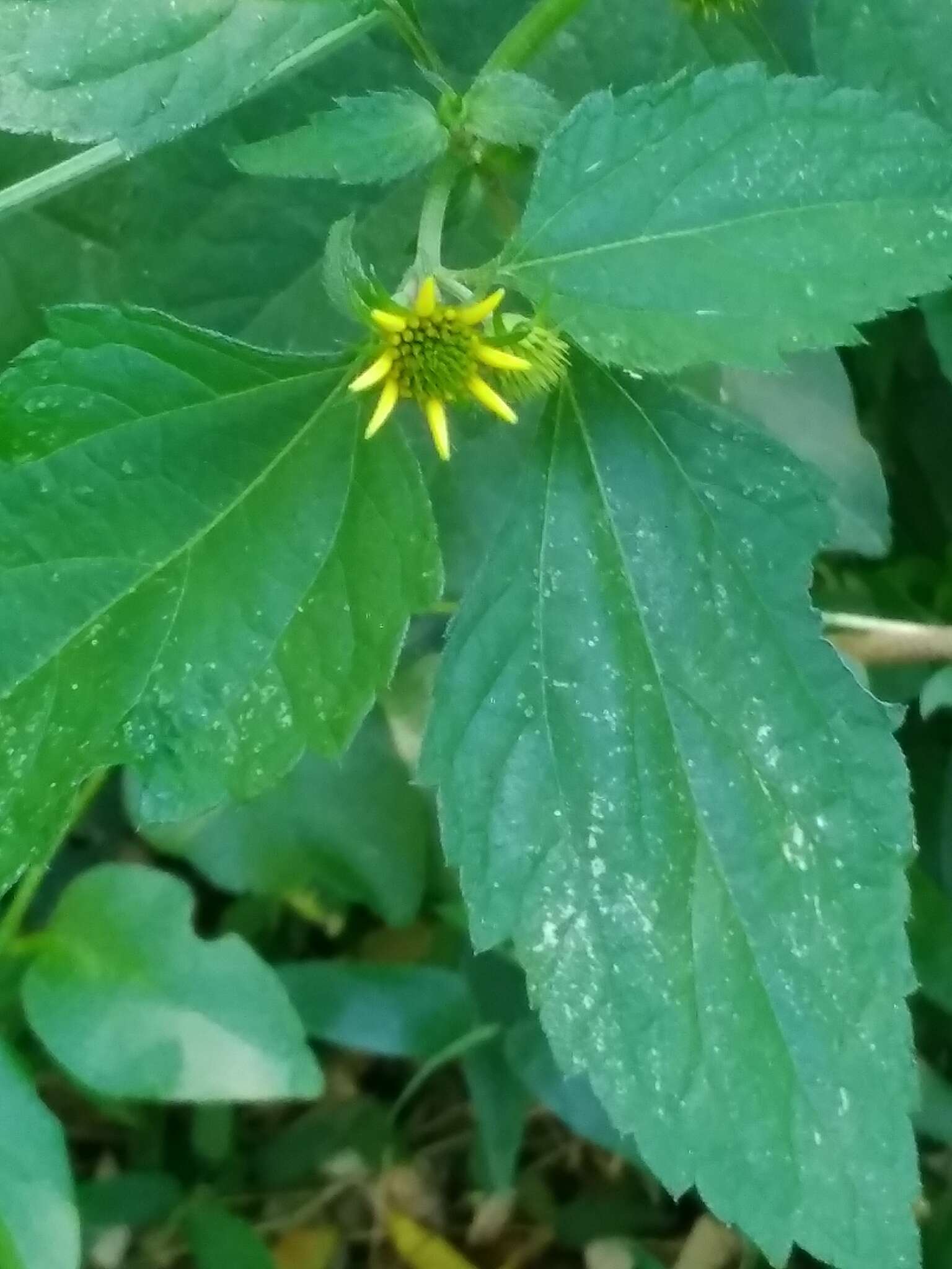 Image of Melanthera latifolia (Gardn.) Cabrera