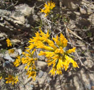 Image of Pteronia paniculata Thunb.