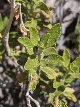 Image of Mojave sage