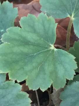 Image of Heuchera soltisii R. A. Folk & P. J. Alexander