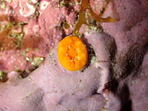 Image of Scarlet-and-gold Star Coral