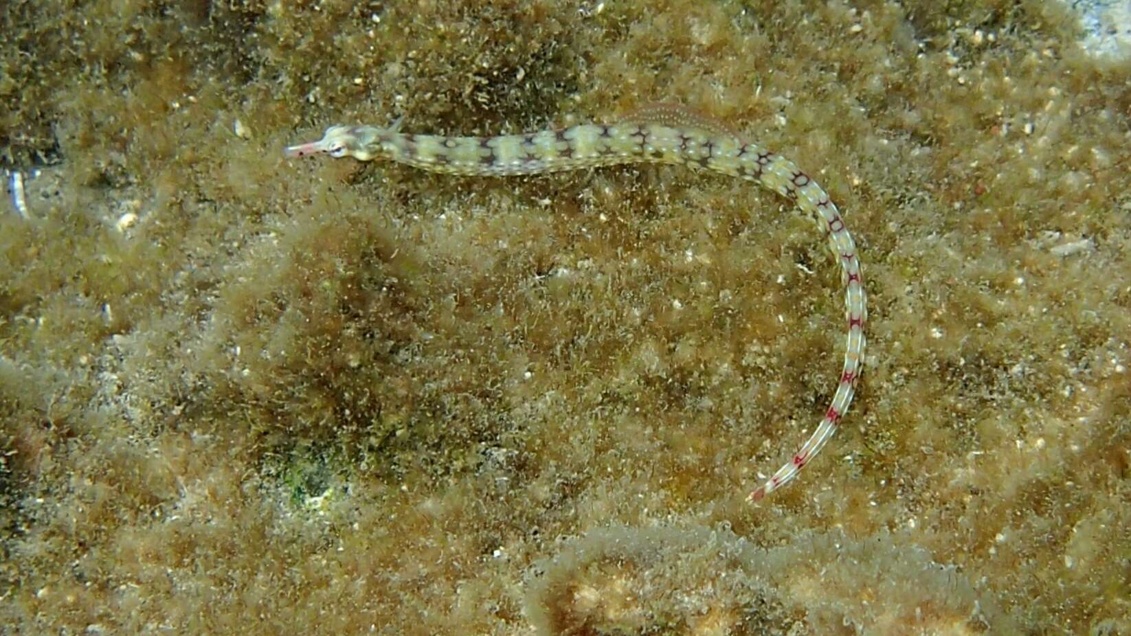 Image of Network pipefish