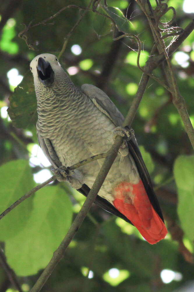 Image de Psittacus Linnaeus 1758