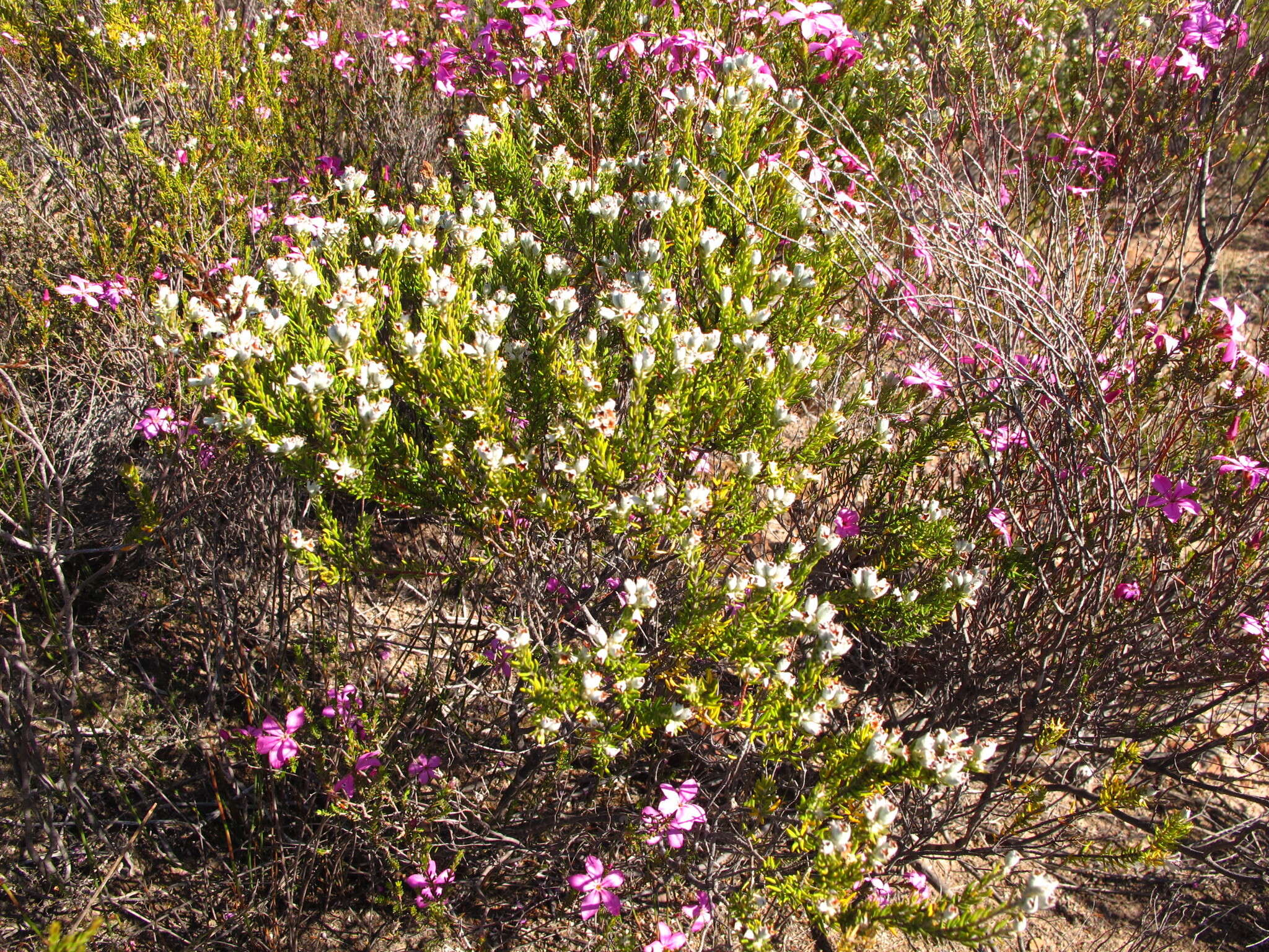 Image of Phylica lanata Pillans