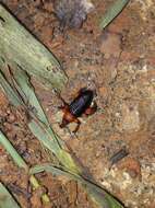 Image of Lasiocnemoides ruficollis Boheman 1834