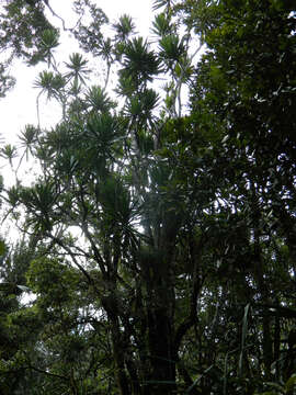 Image of Dracaena xiphophylla Baker