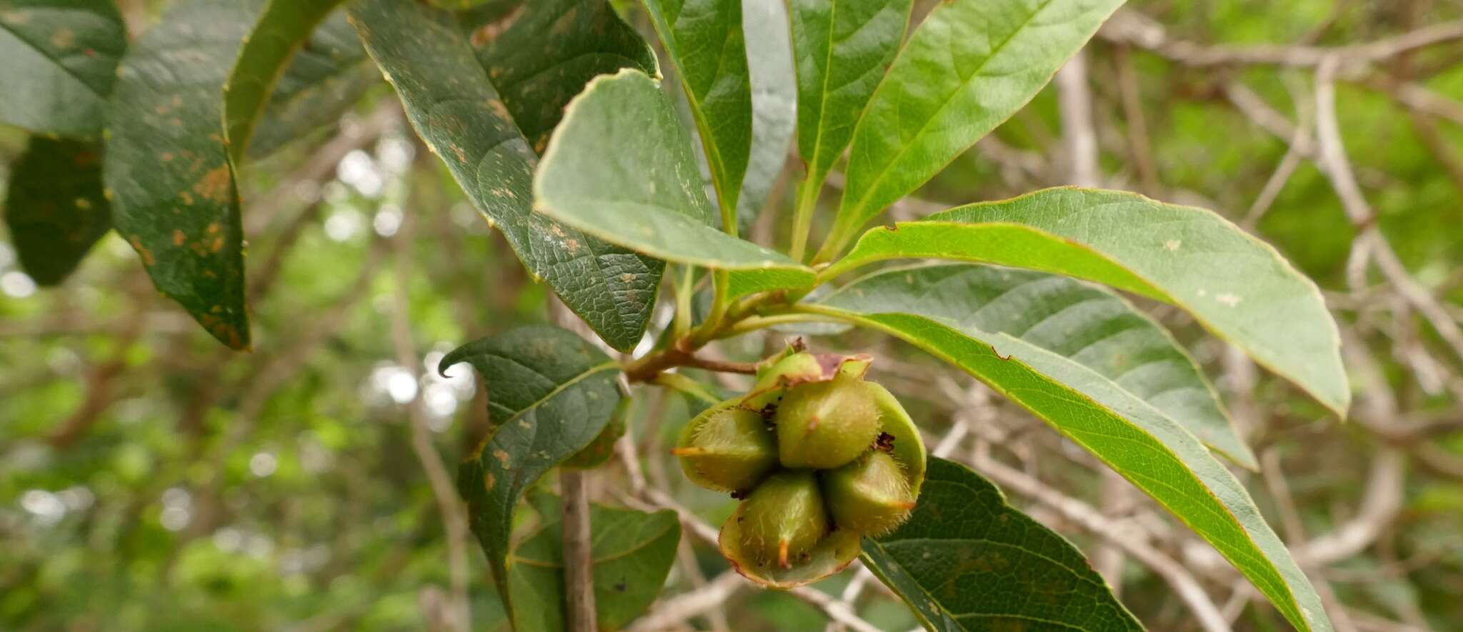 Image of Tetracera madagascariensis Willd. ex Schltdl.