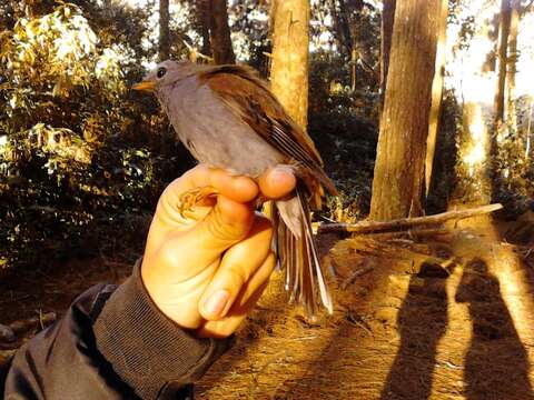 Image of Andean Solitaire