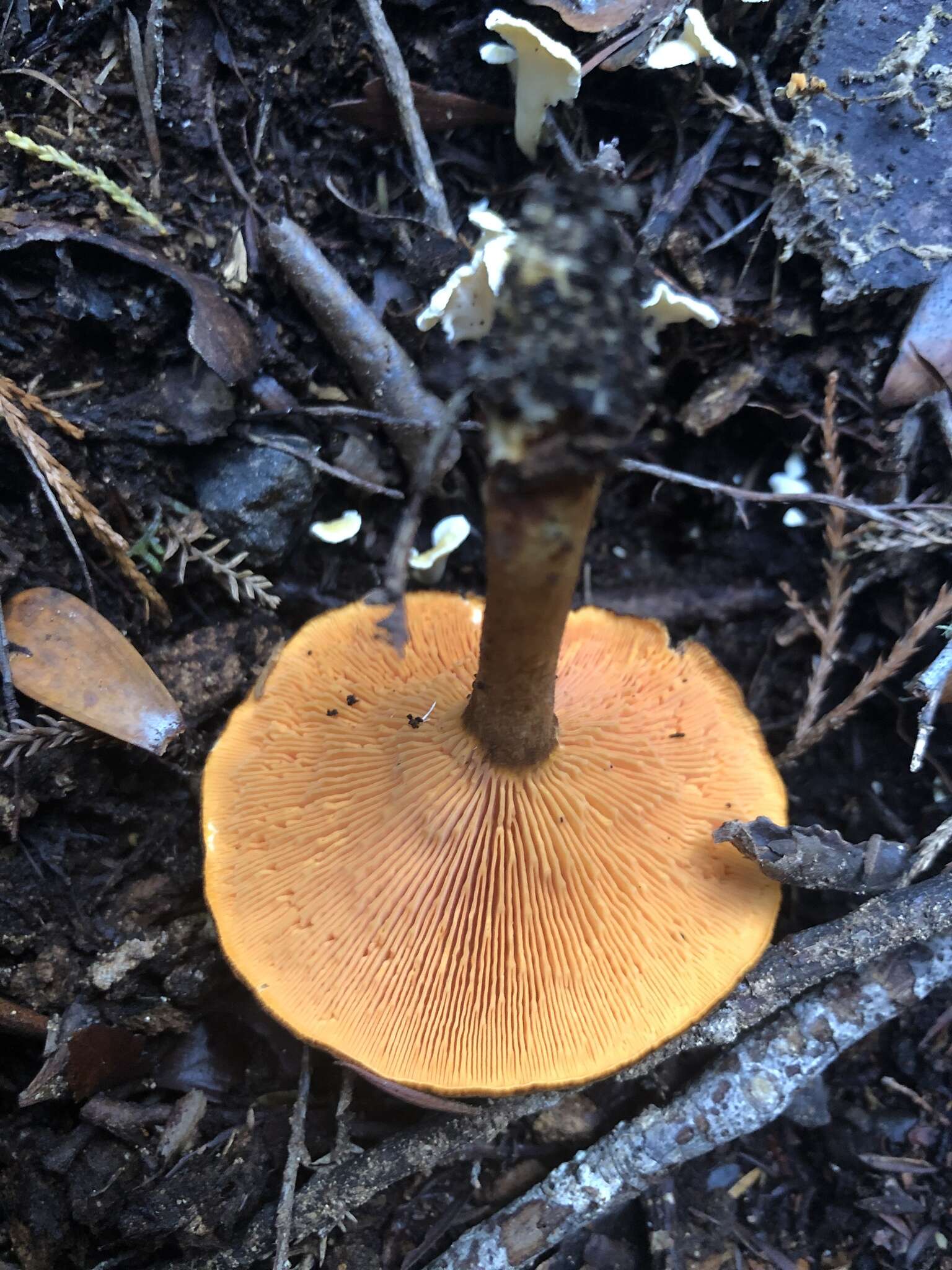 Cantharellus umbriceps Cooke 1879的圖片