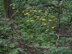 Image of Doronicum columnae Ten.