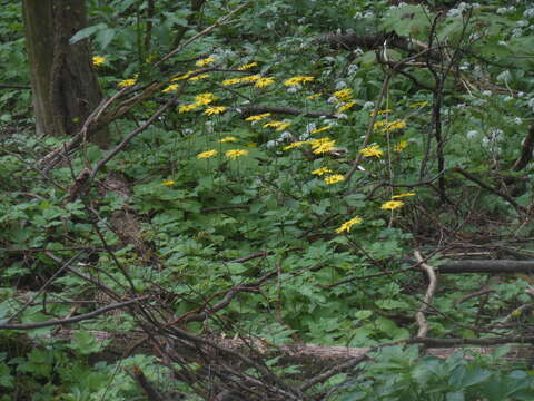 Doronicum columnae Ten. resmi