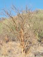 Image of Jatropha cordata (Ortega) Müll. Arg.